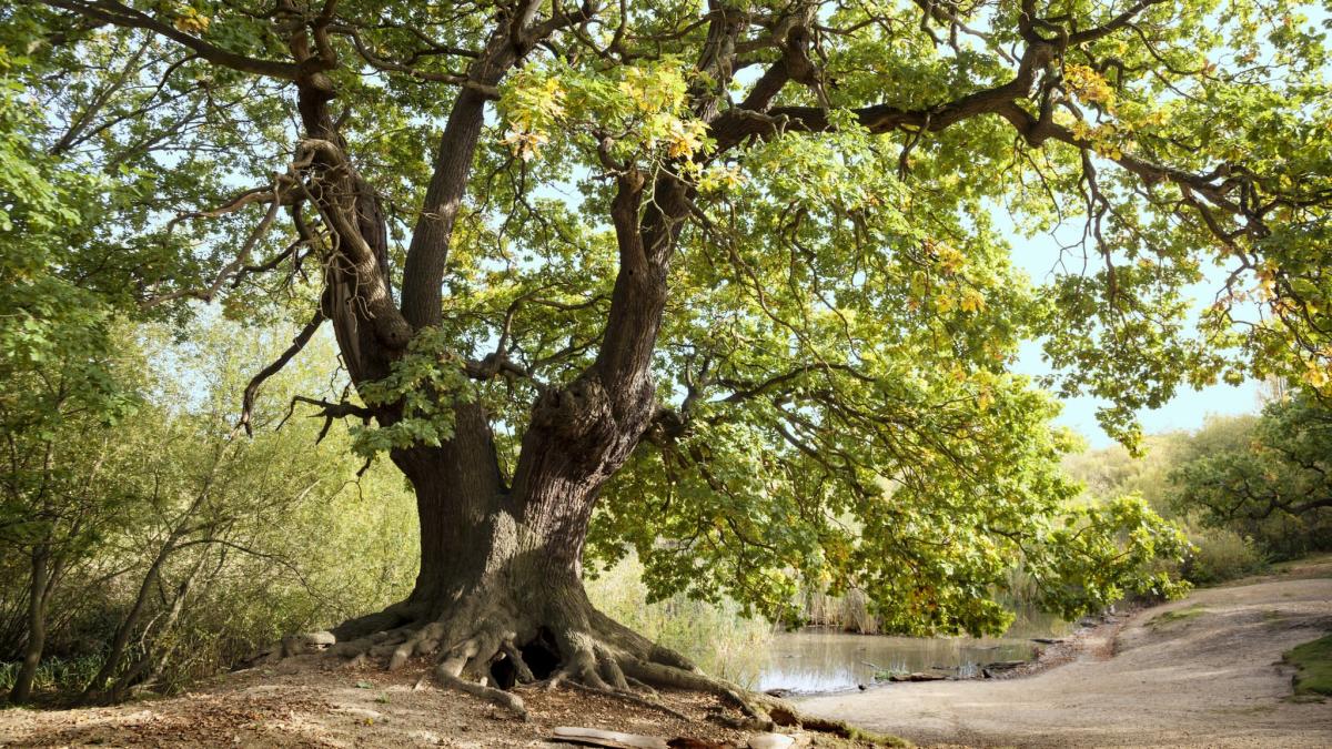 New map of ancient trees an opportunity for conservation
