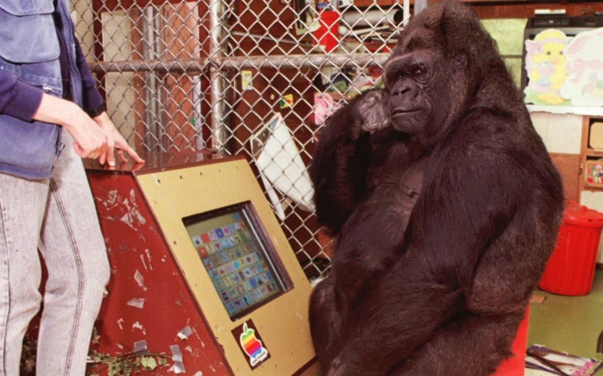 Koko, the famous gorilla who mastered sign language, has died at the age of 46  - AP Photo / The Gorilla Foundation / Ronald Cohn