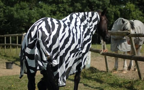 Scientists double-checked the results by dressing up a horse as a zebra - Credit: Bristol University&nbsp;