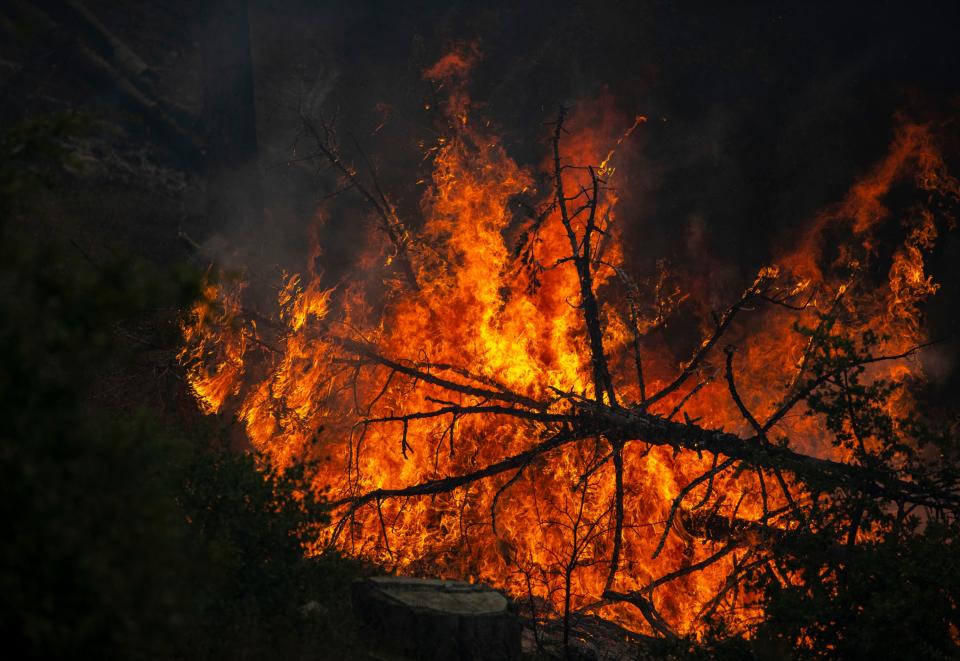 A downed tree burns quickly having dried out and become an ideal fuel for a potential wildfire before the prescribed burn on Thomas Mountain in Mountain Center, Calif., Friday, June 16, 2023. 