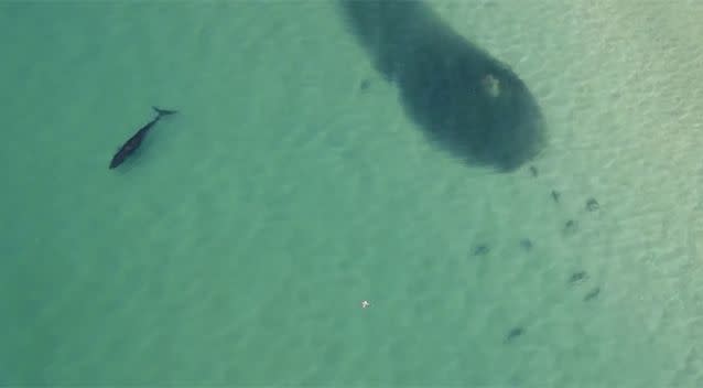 Massive 'bait ball' brings shark frenzy to NSW coast as beachgoers warned  to beware