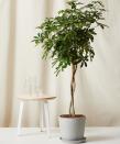 <p>bloomscape.com</p><p><strong>$249.00</strong></p><p>For couples who love plants (or are <em>trying</em> to love plants), we love the idea of an extra-large indoor tree. Bloomscape's Schefflera Arboricola brings some light and life into any home. </p>