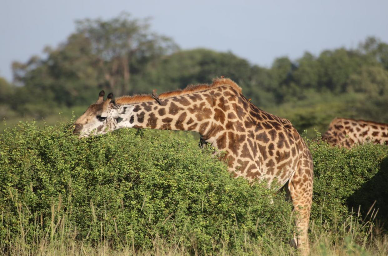 A female giraffe browsing.