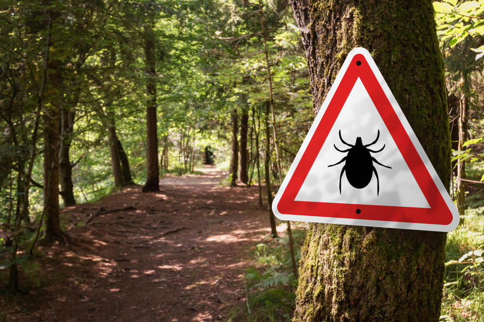 Ticks might be more stronger and resilient, Canadian experts say as temperatures slowly rise across the country. (Photo via Getty Images)