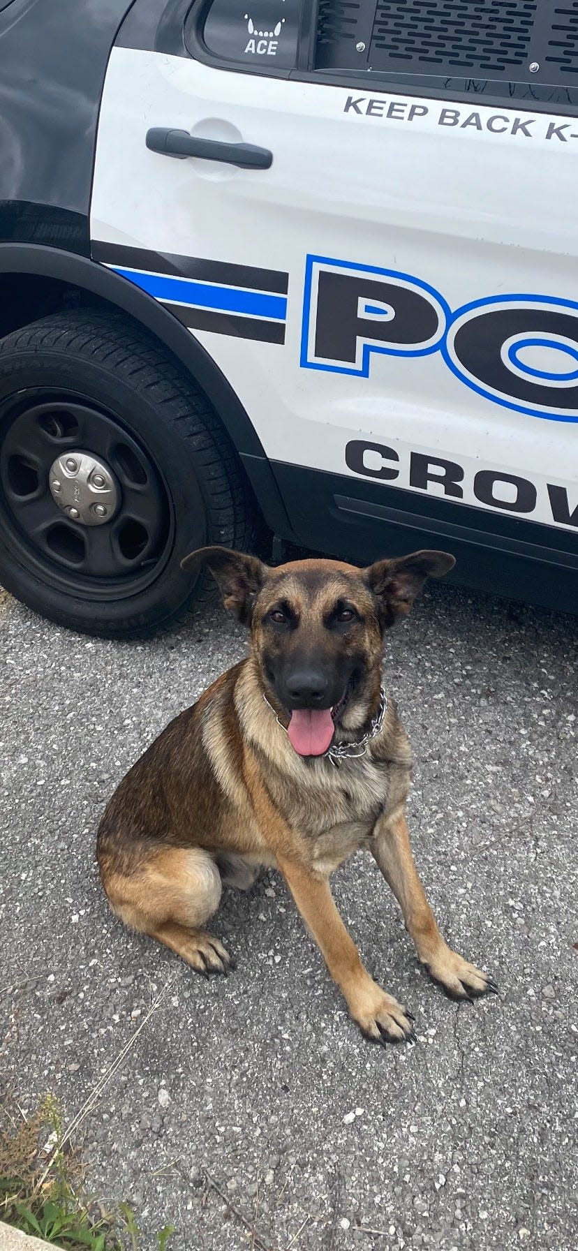 Jack the police dog is pictured in September 2021 at the age of 14 months, when he started working for Indiana's Crown Point Police Department.