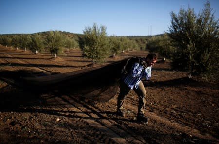A worker harvests olives in an olive grove in Porcuna, southern Spain