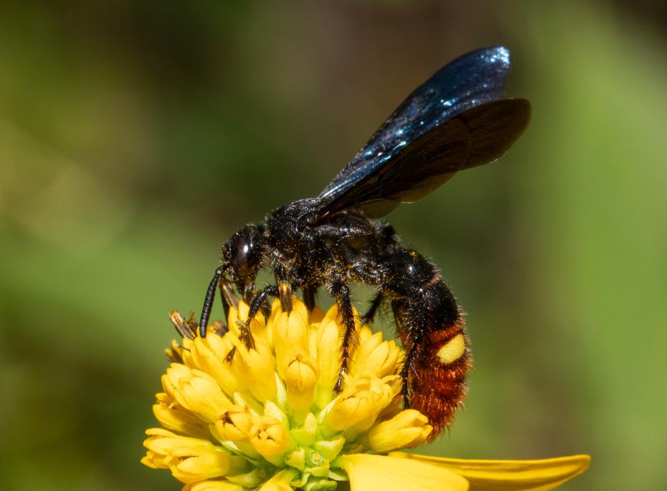 A blue-winged wasp nectars on wingstem.