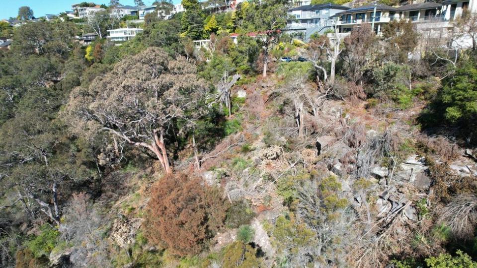 The slain trees at Castle Cove