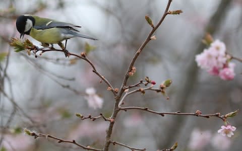 A Great Tit collects cherry blossom for nesting in Hyde Park on April 6, 2018 in London, England. - Credit: Dan Kitwood/Getty Images