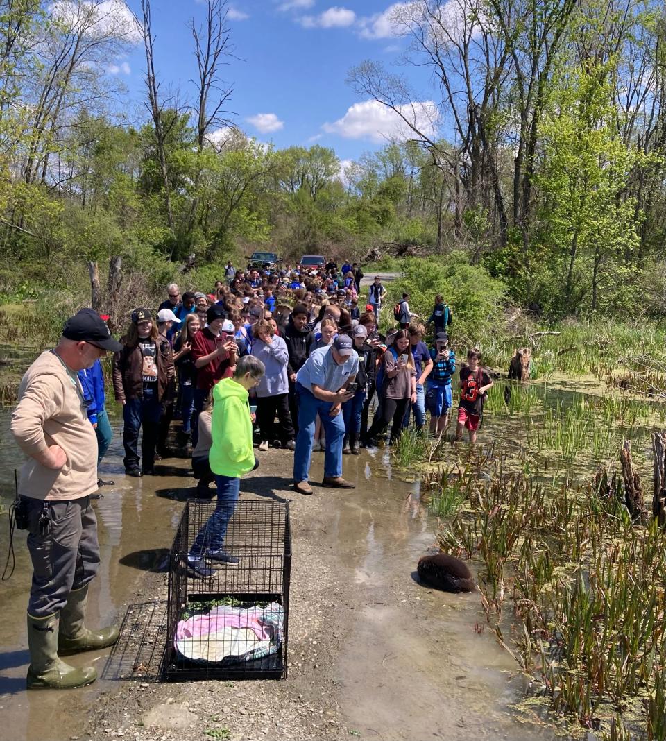 Edgewood Middle School students crowd the shoreline to see the release of a rehabilitated beaver on May 5 at the Killbuck Marsh Wildlife Area as part of the seventh grade outdoor education days.