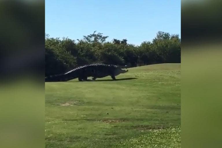 Gator-rade! Chubbs the 15ft alligator returns to Florida golf course