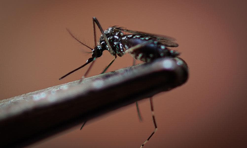 <span>A dengue-transmitting mosquito, <em>Aedes aegypti,</em> in São Paulo, Brazil. When the mosquito is infected with Wolbachia, transmission of arboviruses is limited.</span><span>Photograph: Isaac Fontana/EPA</span>