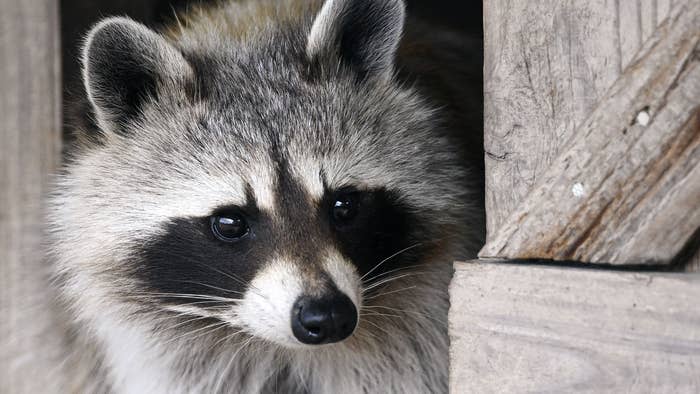 A racoon looking on at the Sainte-Croix animal park in Rhodes, eastern France. (Photo by Frederick FLORIN / AFP) (Photo by FREDERICK FLORIN/AFP via Getty Images)