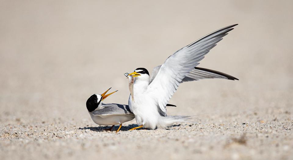 Least terns display mating behavior near a nesting site on the south end of Fort Myers Beach in May 2022. Shorebird nesting season start a few weeks ago and runs through mid-September.