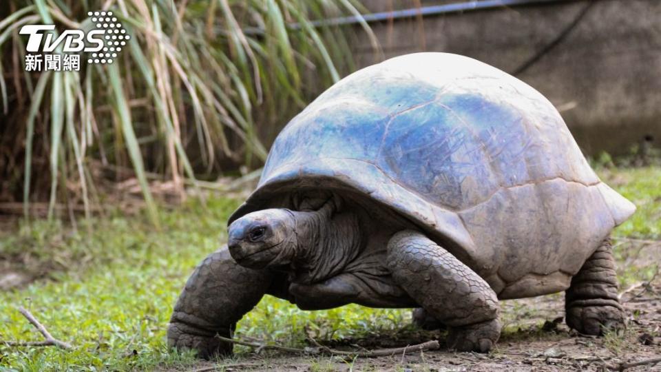 龜類沒有發達的構造，所以平日總是非常安靜。（圖／台北市立動物園提供）