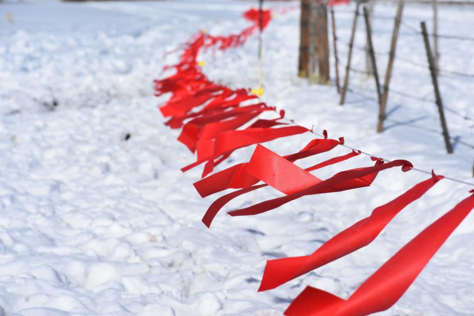 Fladry, which is a thin electric fence with flagging and is meant to deter wolves from cattle, rings a small pasture on the Gittleson Angus ranch northeast of Walden in January. The ranch has had several cattle killed by wolves.