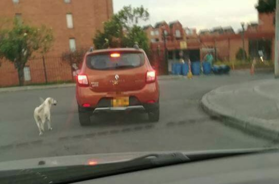 Abandonó a su perro, pero ahora todo ha cambiado. Foto: Instagram.com/thor_puro_amor