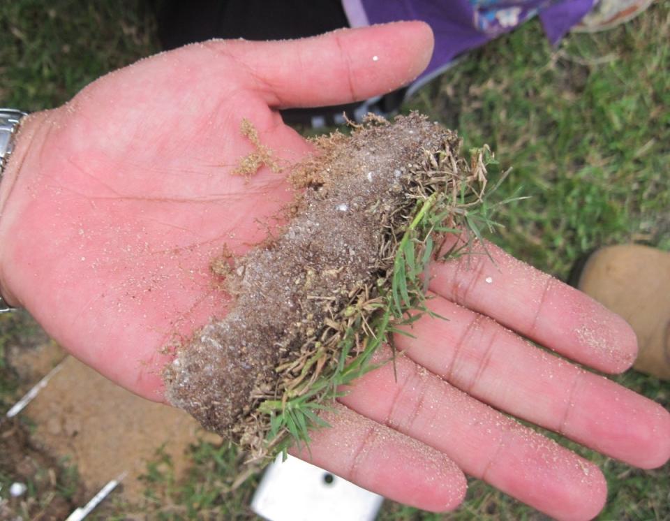 Person holding piece of lawn thatch in the palm of their hand.