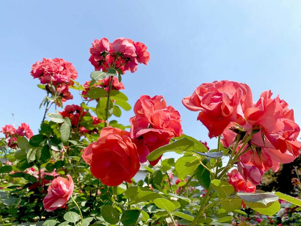 中浪玫瑰花園（Image Source : Getty Creative）