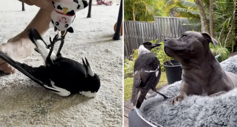 Pictured here is a 50/50 view of Molly the magpie and Molly and Peggy the staffy. 