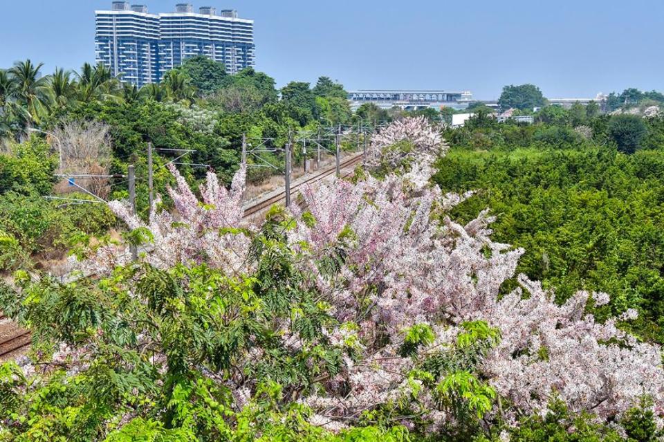 楠梓新橋花旗木與火車鐵軌一同入鏡。   圖：工務局養護工程處／提供