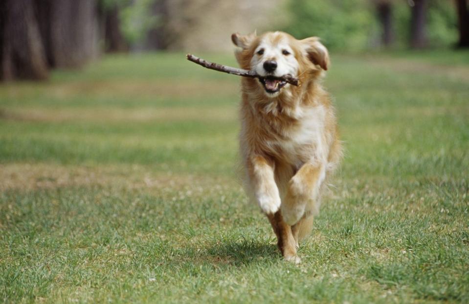 dogs that can be left alone golden retriever