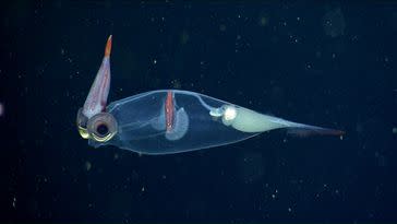 A  squid videotaped at 600 meters beneath the surface.