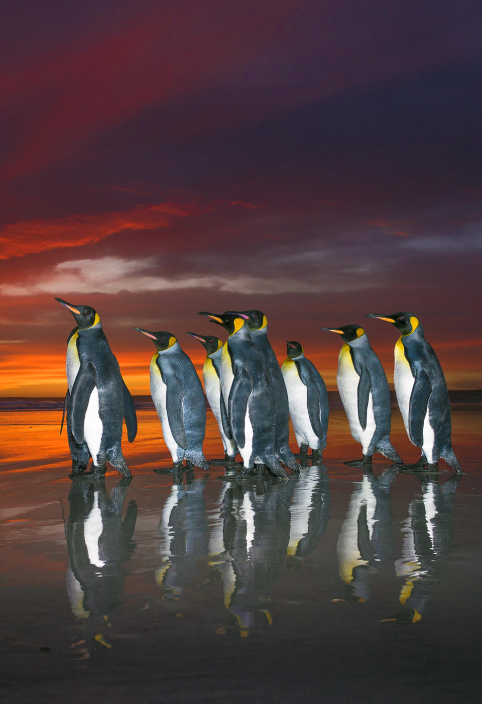 Breathtaking shots of king penguins marching in golden sunrise