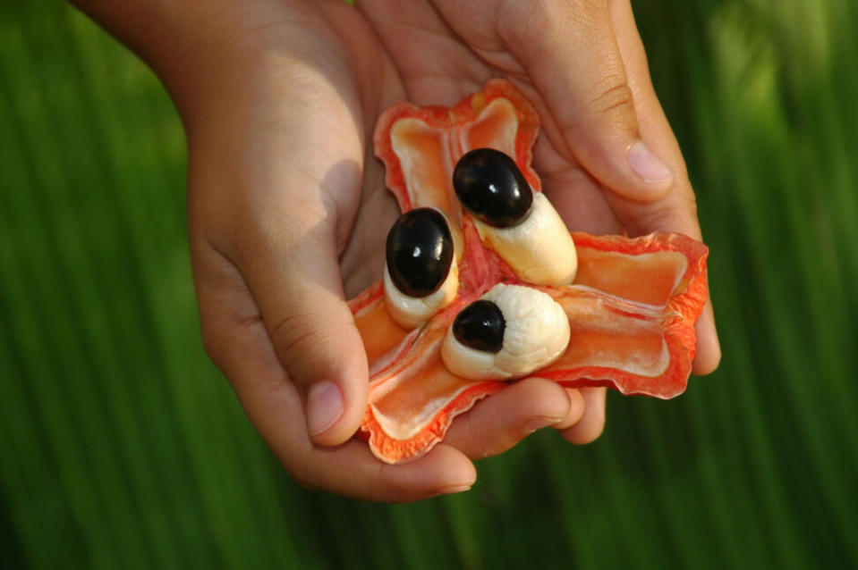 Ripe Ackee fruit in hands