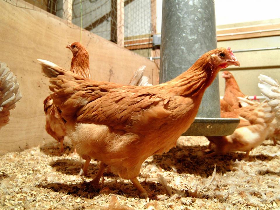 Genetically modified chickens lay eggs with cancer-killing chemicals inside