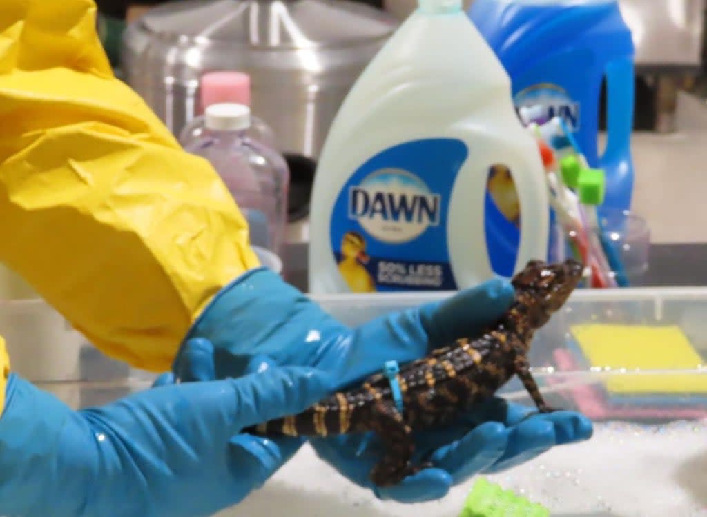 A technician cleans a juvenile alligator impacted by a December 2021 oil spill near New Orleans, Louisiana.  (Louisiana Department of Wildlife and Fisheries)