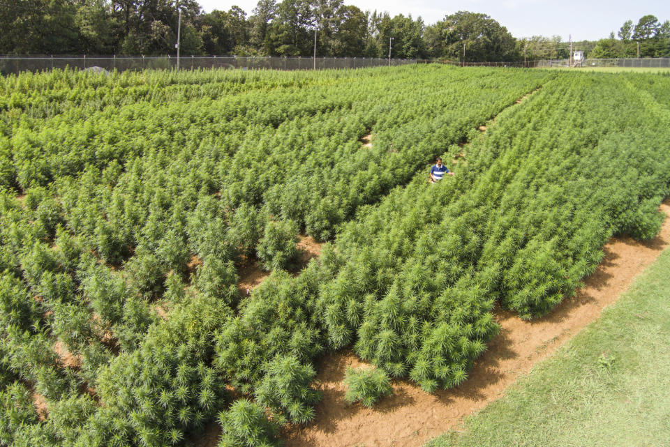 In this 2014 photo provided by the University of Mississippi, Dr. Suman Chandra inspects marijuana plants growing at the Ole Miss medicinal gardens in University, Miss. The plants are used for research under a contract from the National Institute on Drug Abuse. The planned NIDA grow for 2019 will be divided between high THC and high CBD varieties with “recent interest (in CBD) as a potential medicine for a number of medical conditions,” NIDA said. (Robert Jordan/University of Mississippi via AP)