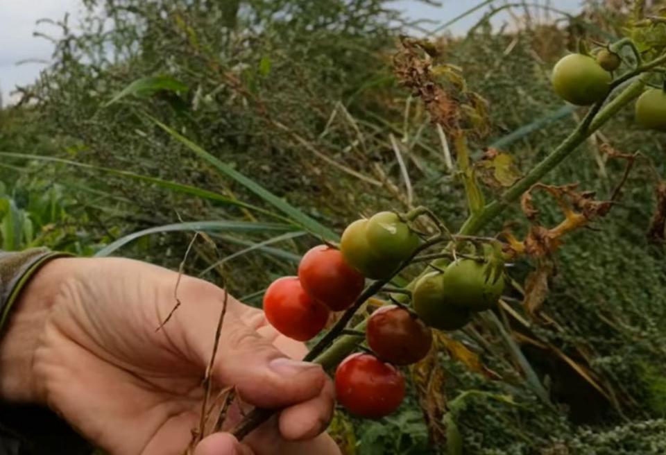 The tomatoes are a new phenomenon, but DEFRA says its more likely to be birds spreading seeds (Wildlife Conservation in Thanet)