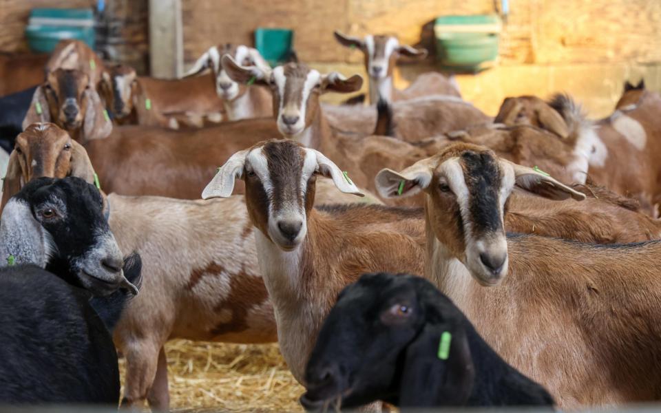 The pair now have 200 goats - mostly Anglo-Nubians with a few crosses