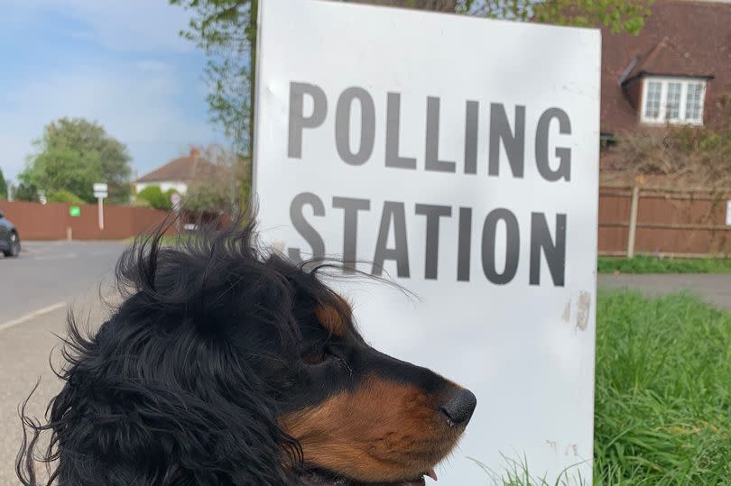 Dog at polling station (Image: Chris Caulfield)