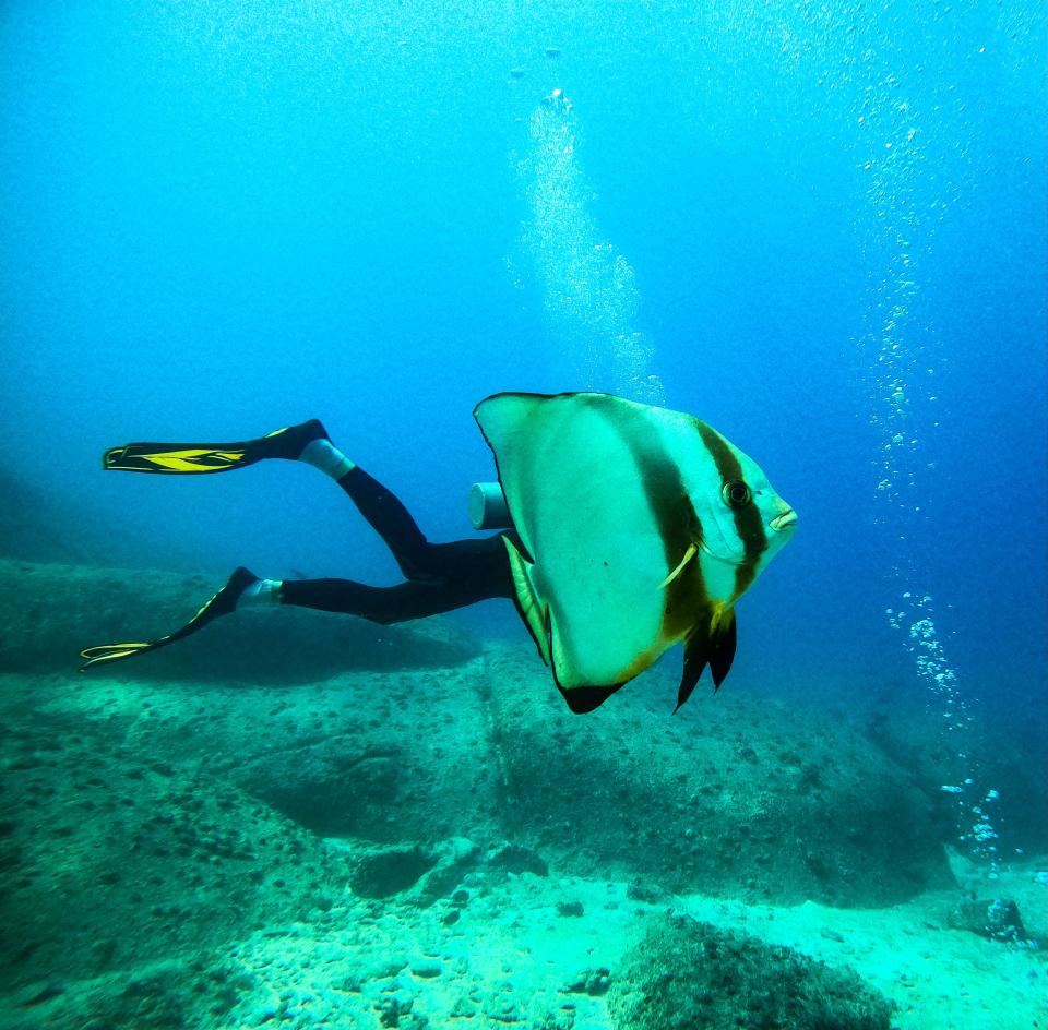 Title: “Part of Your World” Description: A Bat Fish swims parallel to a diver in the in East African nation Seychelles