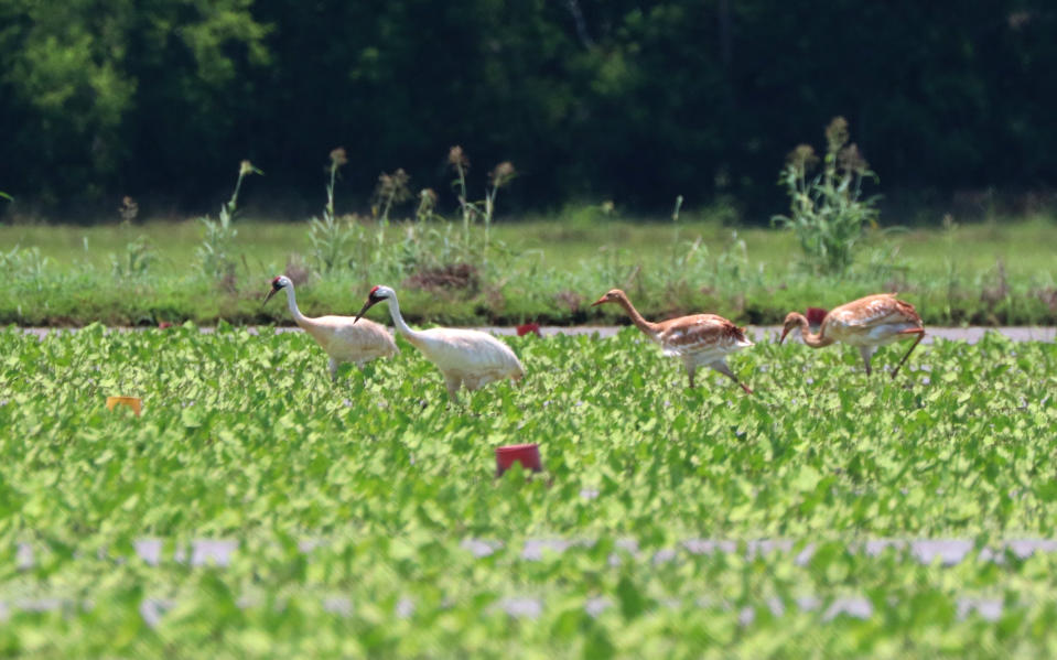 In this photo provided by the Louisiana Department of Wildlife and Fisheries a family of whooping cranes, including two juveniles, walk in a crawfish pond in Avoyelles Parish Bunkie, La., on Wednesday, June 16, 2021. The mother, one of Louisiana’s oldest whooping cranes hatched her first chicks this year, and 24 mating pairs nearly doubled the previous state record for the world's rarest cranes. But state biologists say that while 14 hatchlings pecked their way out of eggs this year in Louisiana, only four, including these two, are still alive. (Gabe Giffin/Louisiana Department of Wildlife and Fisheries via AP)