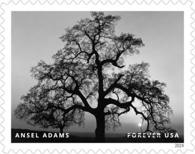 El Servicio Postal de EE. UU. revela estampillas adicionales para 2024 - Estampilla de Ansel Adams - Crédito de la imagen: Servicio Postal de EE. UU.