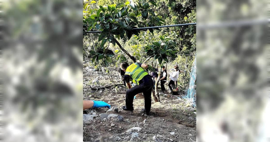 台中71歲獨居江姓老翁倒頭栽卡在和平谷關1處果園下方鐵網，28日下午被發現時已身亡，警方獲報後立即封鎖現場並採證，目前已報請檢察官相驗。（圖／民眾提供）