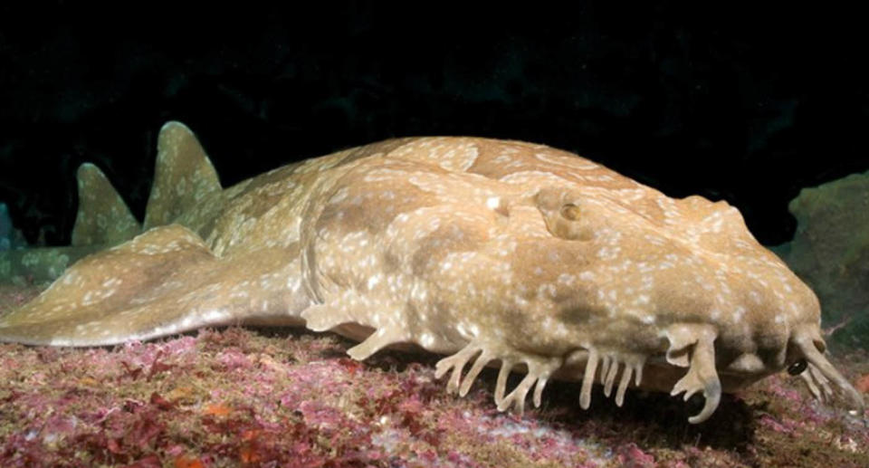 Orectolobus maculatus — a spotted wobbegong