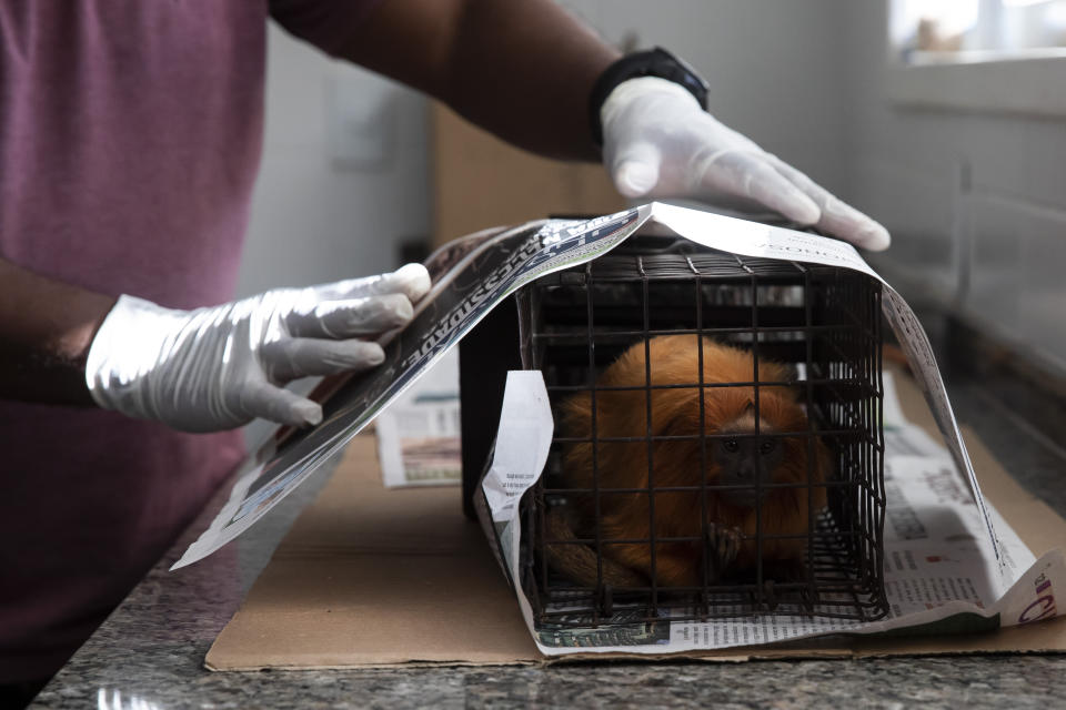 Research assistant Ademilson de Oliveira wraps sheets of newspapers around a cage holding a golden lion tamarin as a way of reducing stress for the animal, before it is vaccinated against yellow fever in a lab run by the nonprofit Golden Lion Tamarin Association, in the Atlantic Forest region of Silva Jardim, Rio de Janeiro state, Brazil, Monday, July 11, 2022. While authorities elsewhere have inoculated animals to safeguard human health, it's still very rare for scientists to administer vaccine injections to directly protect an endangered species. (AP Photo/Bruna Prado)