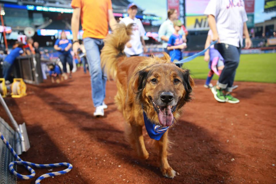 Bark in the Park