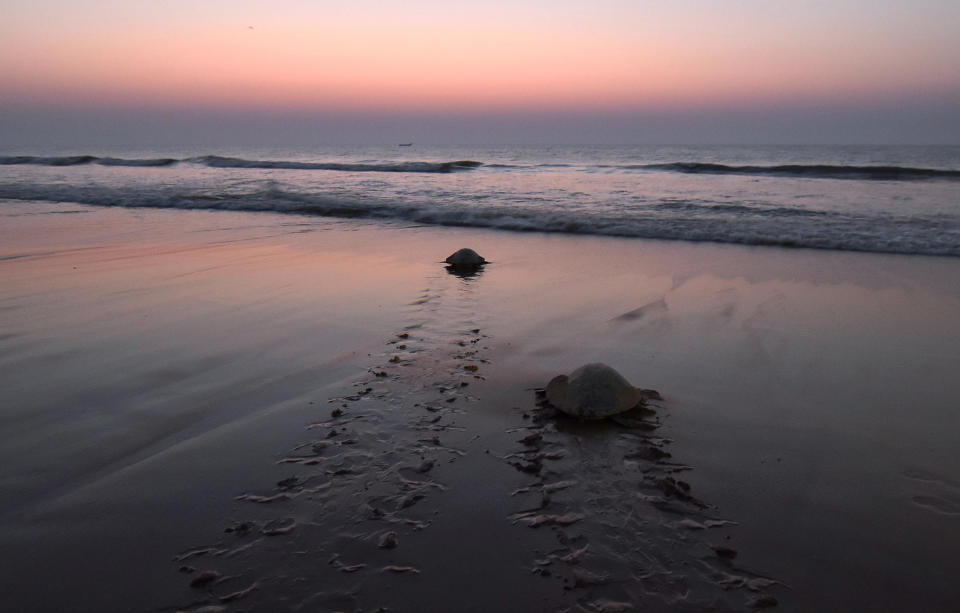 Tortugas oliva de mar vuelven al agua tras desovar (AFP | Asit Kumar)