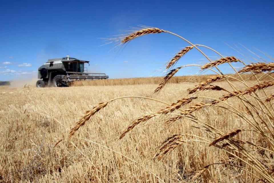 A Prosser farmer is accused of fraud for collecting tens of thousands of dollars in hidden wheat sales while collecting on crop insurance.