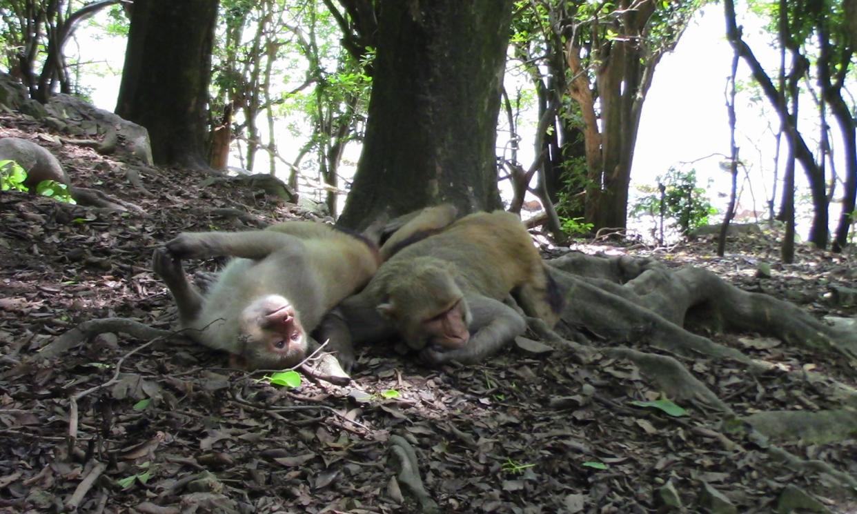 <span>Same-sex couplings among certain species, such as macaques, have previously tended to be presented as outliers. </span><span>Photograph: Jackson Clive/Imperial College London/PA</span>