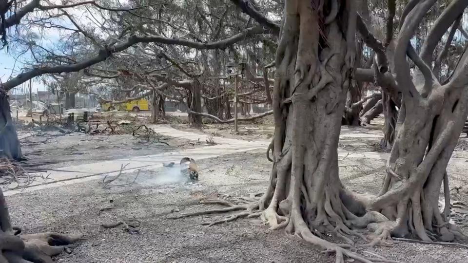 A view of Lahaina's historic banyan tree following the wildfires in Maui.