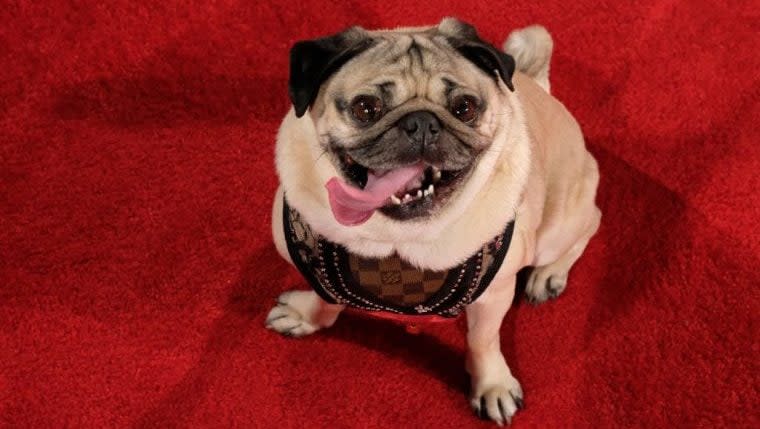 Doug the Pug Developing Animated Comedy Series