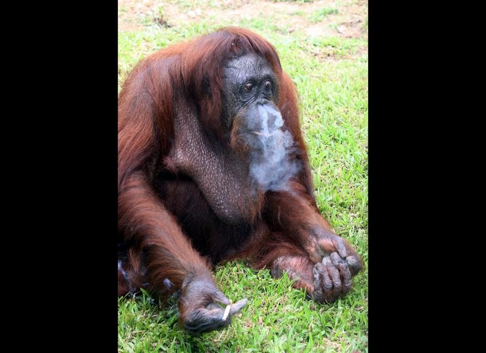 An orangutan in Malaysia is kicking its smoking habit. Wildlife officials have removed Shirley from a state zoo after the captive primate was regularly spotted smoking cigarettes that zoo visitors had tossed into its enclosure.