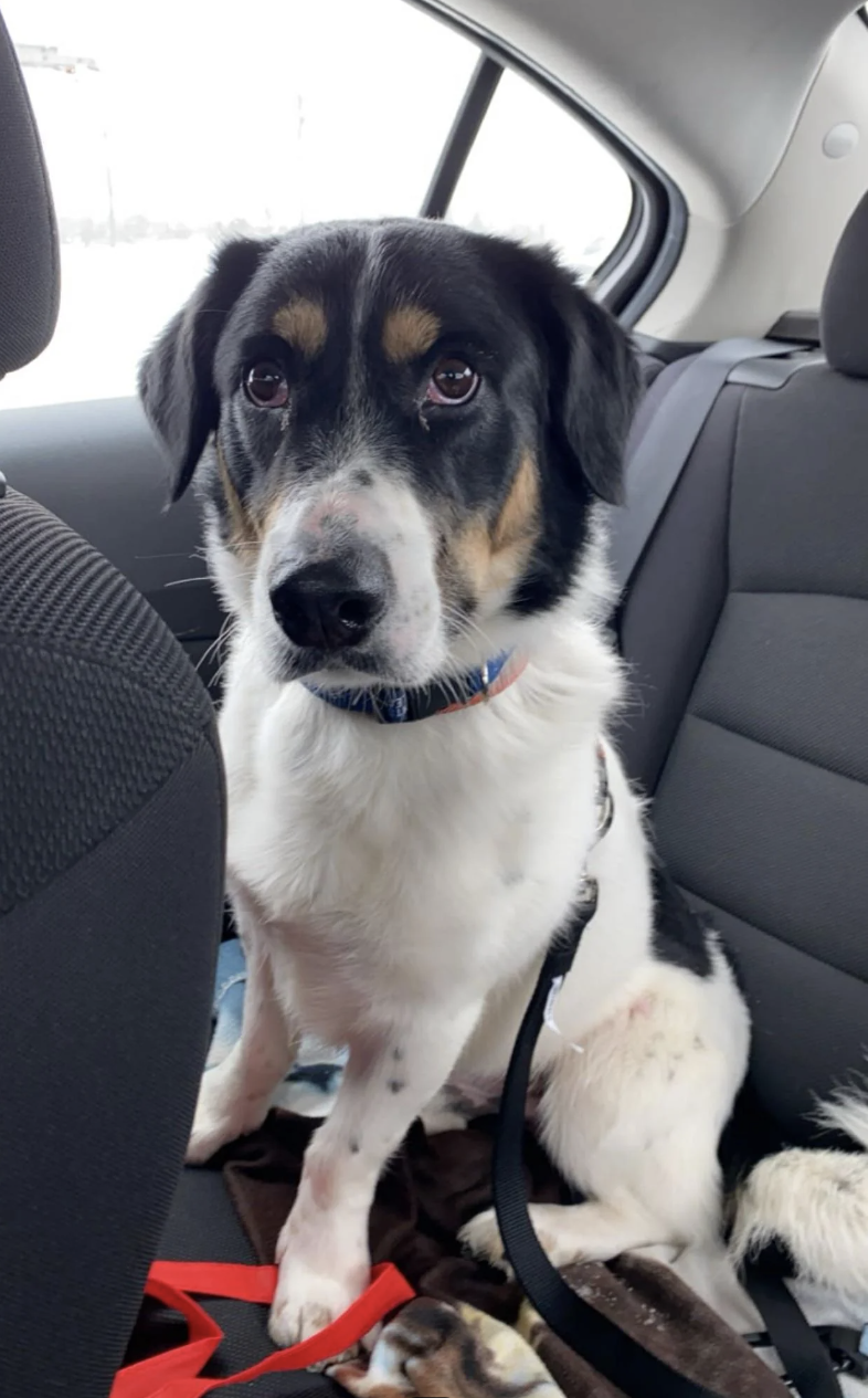 Dog sitting on car seat looking at camera with a harness on