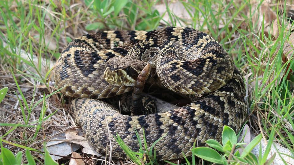 The eastern diamondback rattlesnake is the largest and most dangerous of the snakes that are native to Florida.